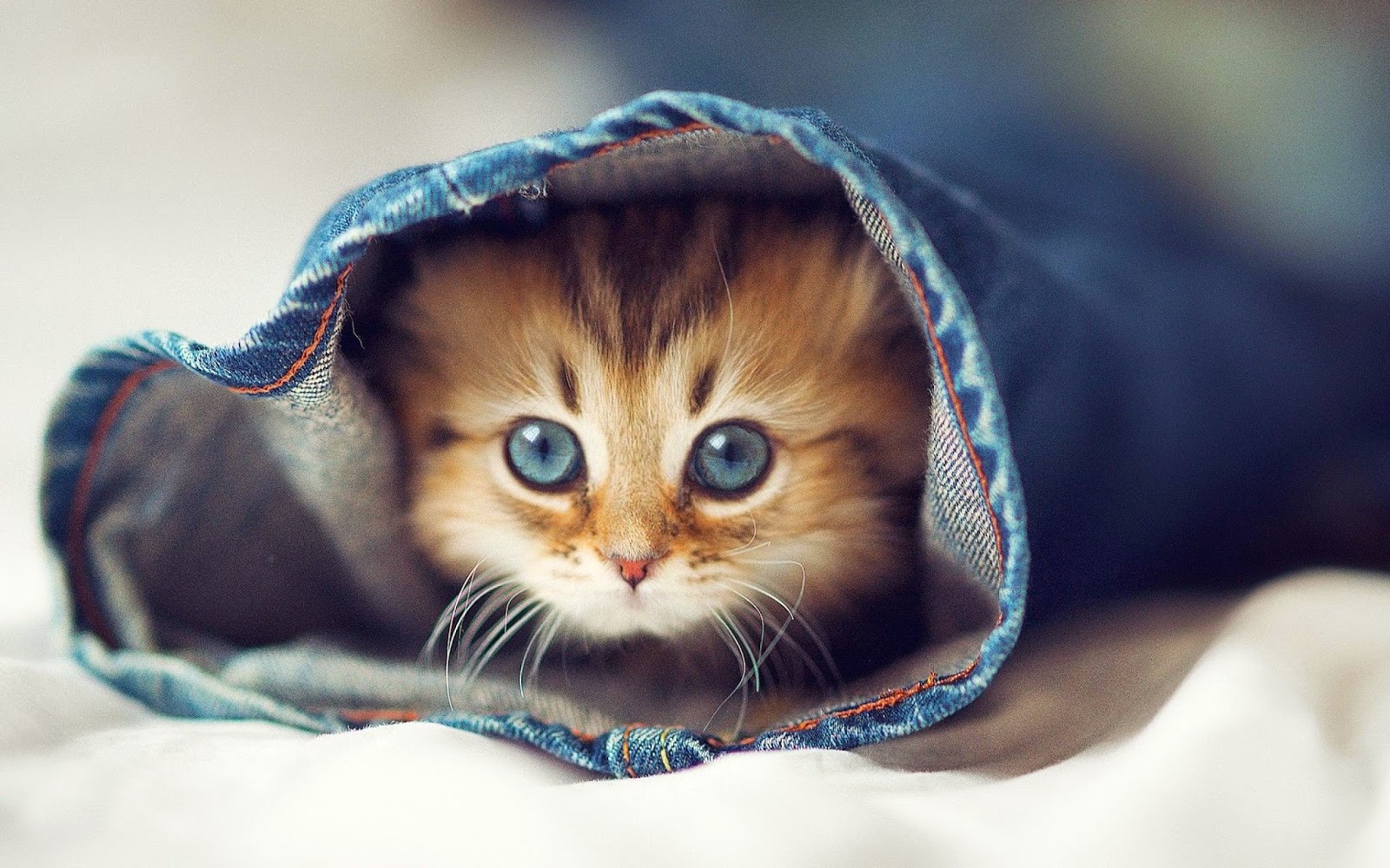 15+ Cute Cat Pictures and Wallpapers - Style Arena