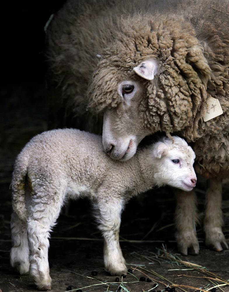 baby animals with mothers 11