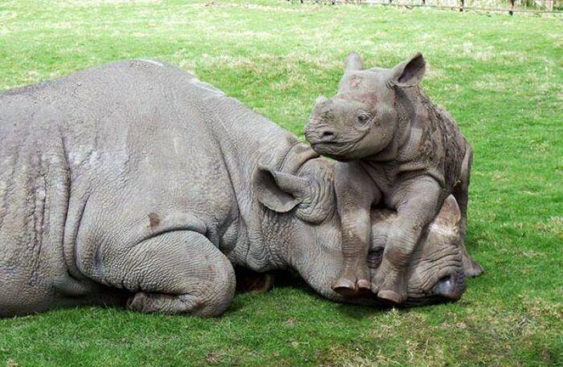 Download 30+ Cutest Baby Animals With Mothers - Style Arena