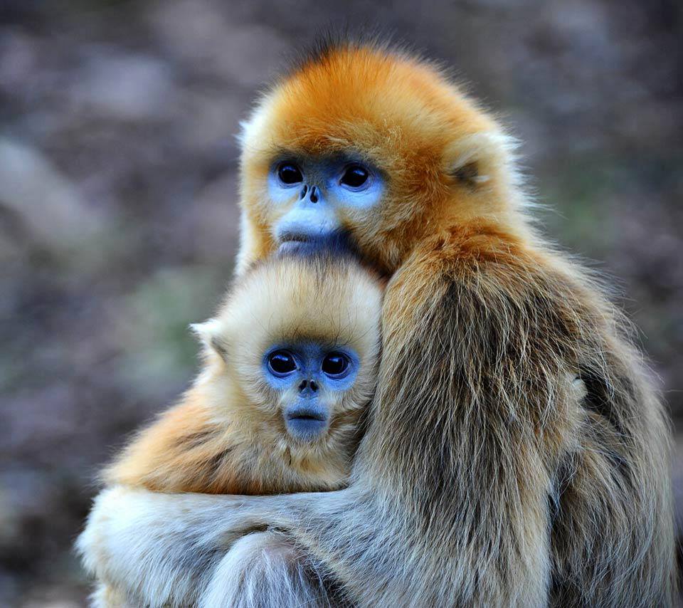 baby animals with mothers 24