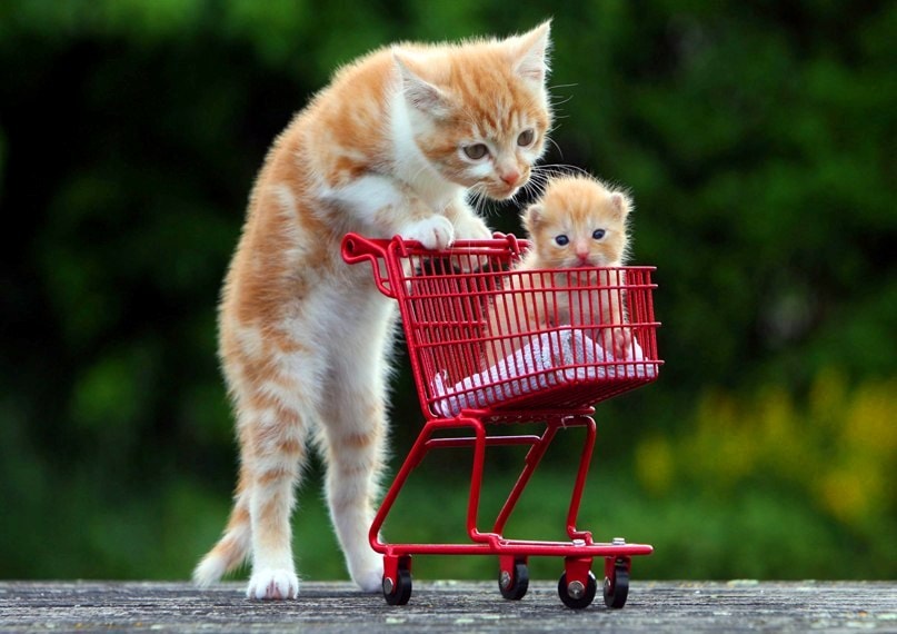 30 Cutest Baby Animals With Mothers Style Arena