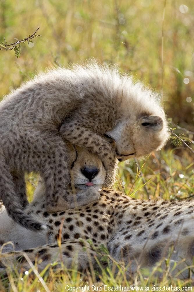 baby animals with mothers 6